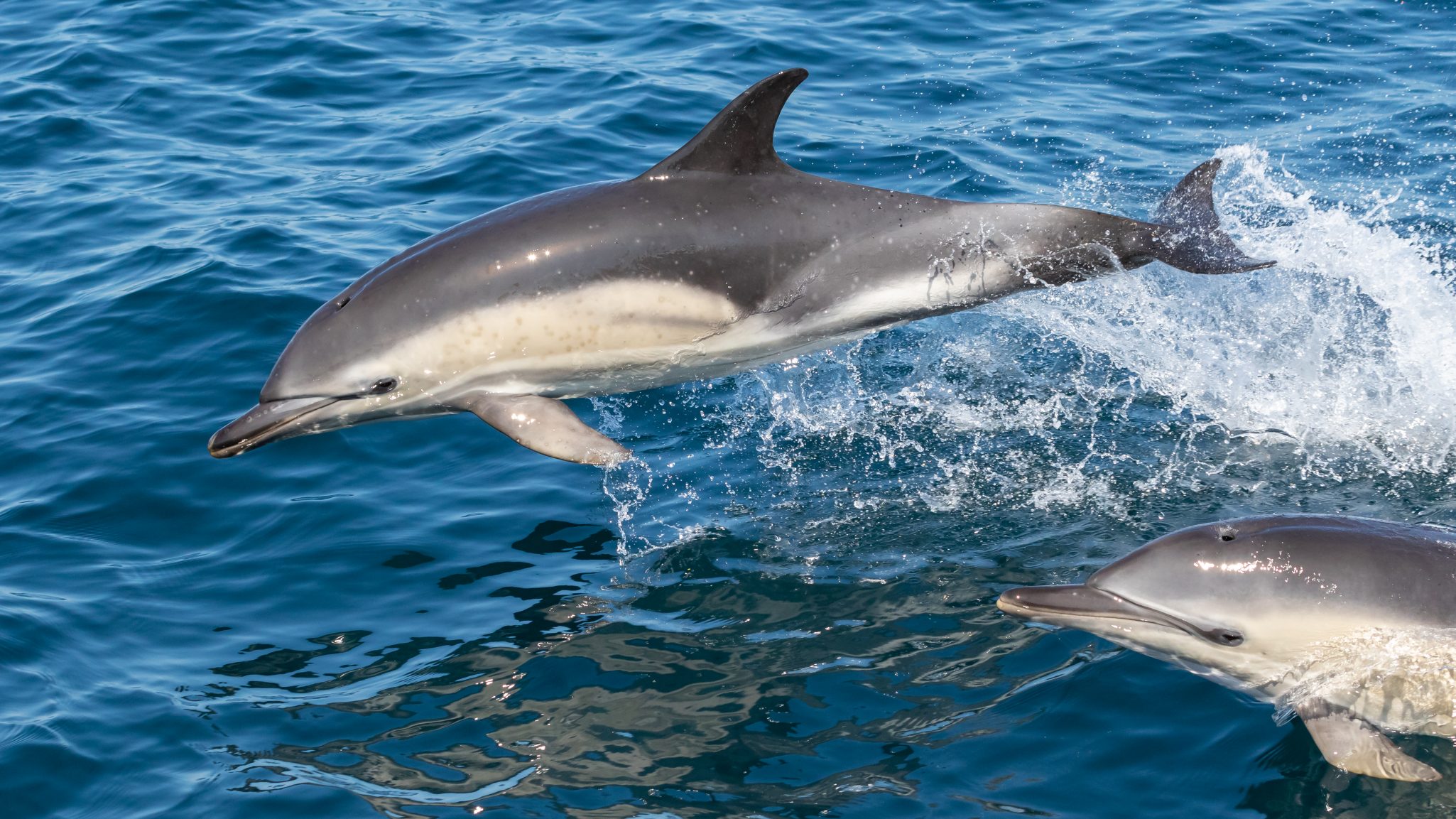 Common Dolphin - Sea Trust Wales