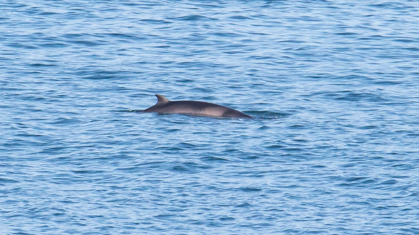 Risso's Dolphin - Sea Trust Wales