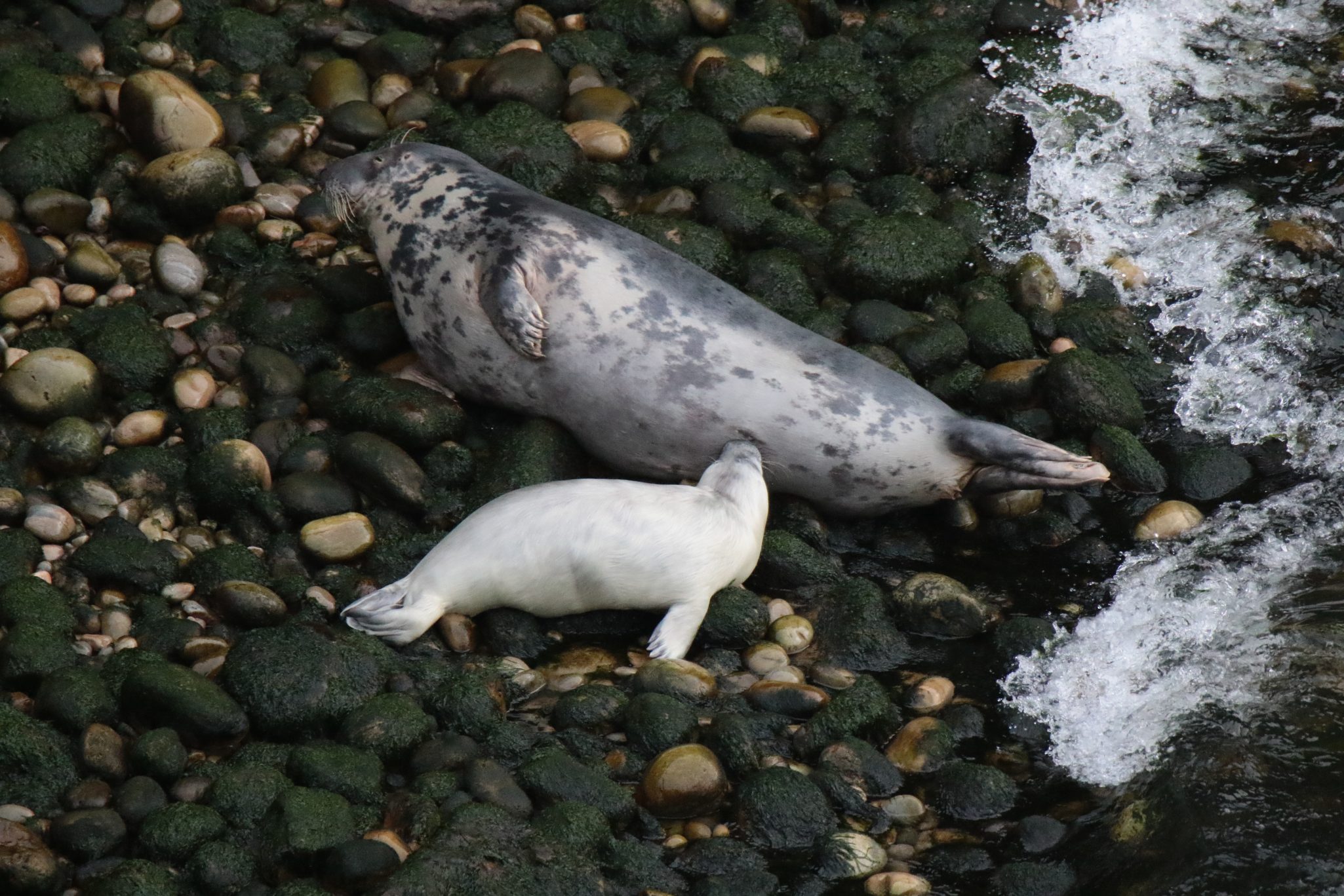 Seal and pup