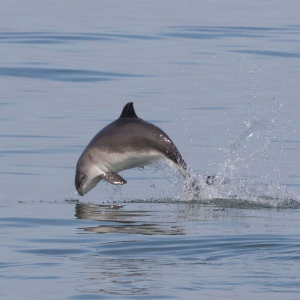 Adopt a Porpoise Renewal